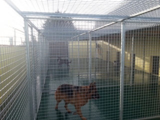 Happy hounds sale kennel